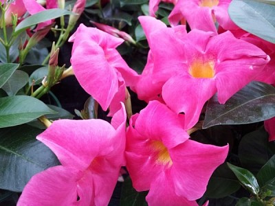 mandevilla