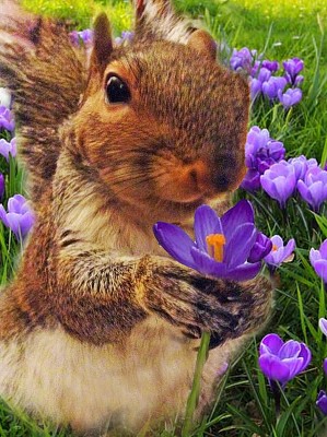 Squirrel with Flower