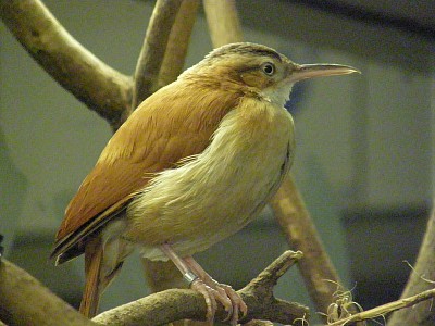 Furnarius cinnamomeus