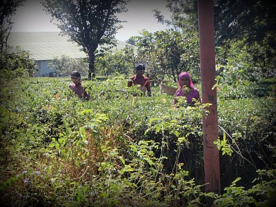 Tea Picking