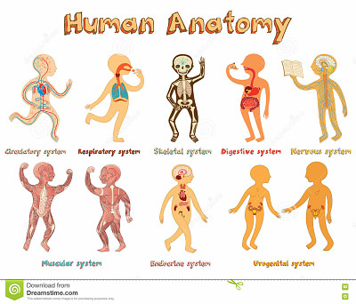 Ã³rganos cuerpo humano