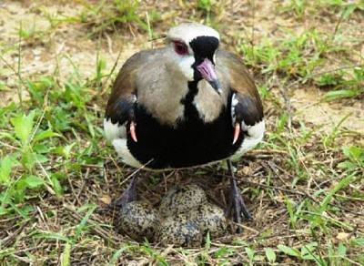 aves patagonicas