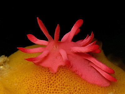 Okenia atkinsonorum