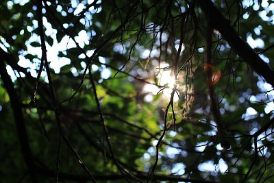 Bosque de Tlalpan