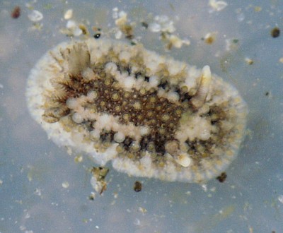 Onchidoris bilamellata