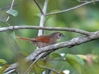 Codaspinosa della gujana