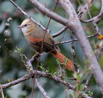 Codaspinosa pettocrema