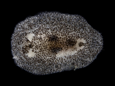 Onchidoris pusilla