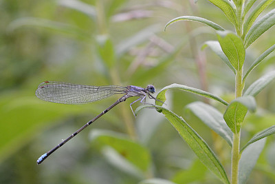 Argia apicalis