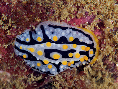 Phyllidia exquisita