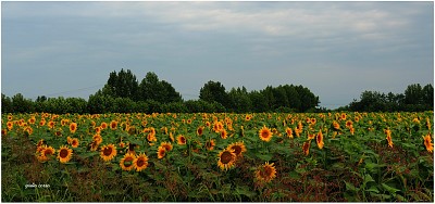 girasoli