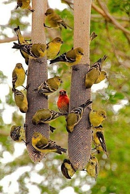 Pajaritos Comiendo