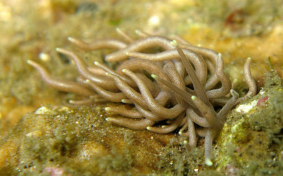 Phyllodesmium briareum