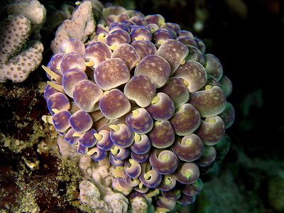 Phyllodesmium magnum