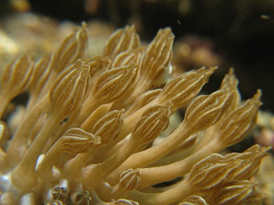 Phyllodesmium rudmani