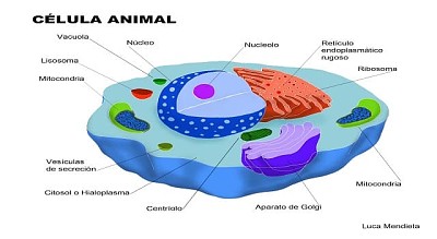 La cÃ©lula animal