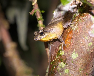 Pristimantis taeniatus jigsaw puzzle