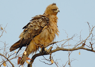 Aquila wahlbergi