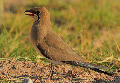 Pratincole dal collare