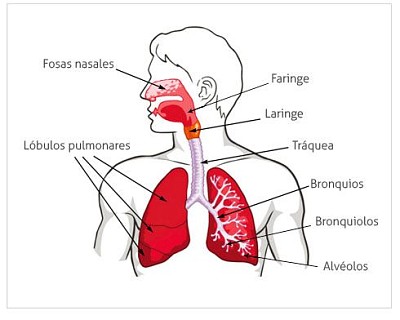 SISTEMA RESPIRATORIO