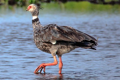 Chauna torquata