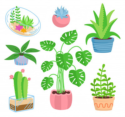 plantas