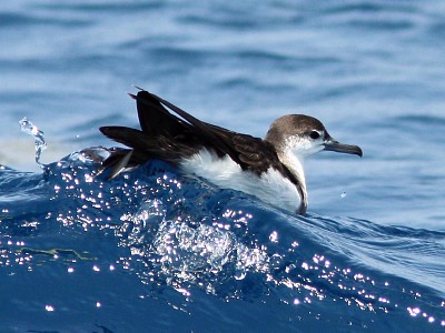 Berta di audubon