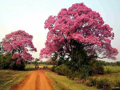 BrÃ©sil-pantanal