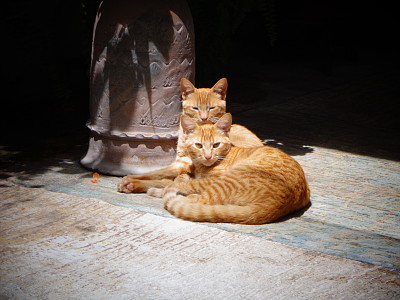 Gatitos posando