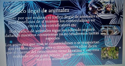 causas del trafico de animales