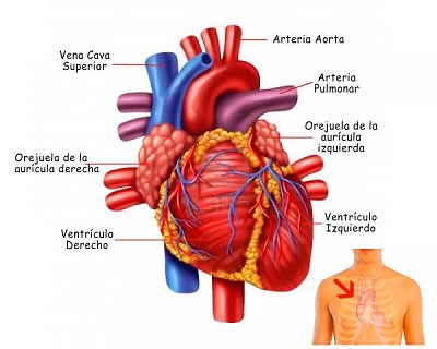 SISTEMA CIRCULATORIO