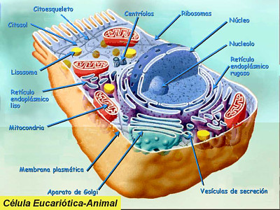 CÃ©lula animal y organelos