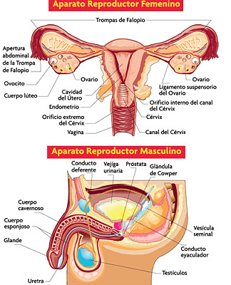 Aparato reproductor masculino y femenino