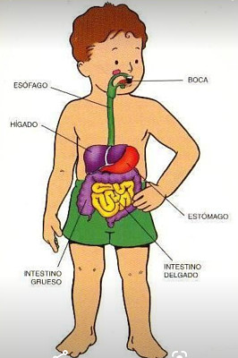 Sistema digestivo