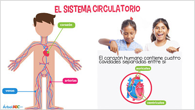 sistema cirtulatorio