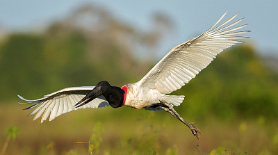 SÃ­mbolo do Pantanal