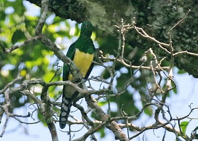 Cuculo smeraldino africano