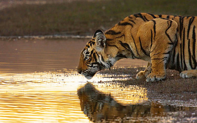 Tiger Drinking