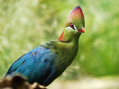 Turaco di fischer