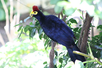 Turaco di lady ross