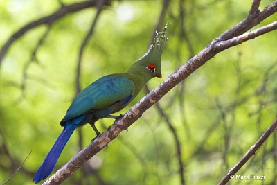 Turaco di Schalowi