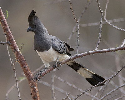 Turaco ventre biaanco