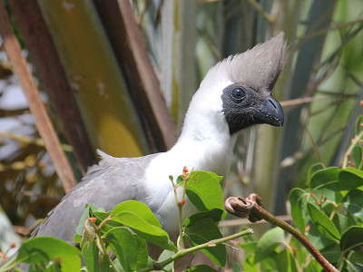 Turaco dalla maschera