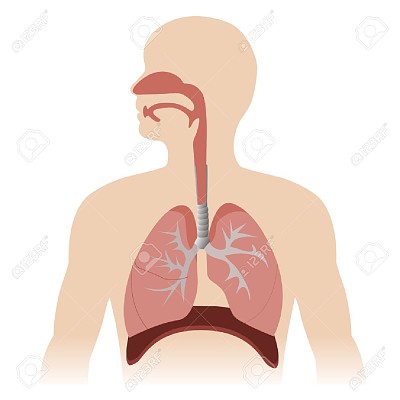 SISTEMA RESPIRATORIO