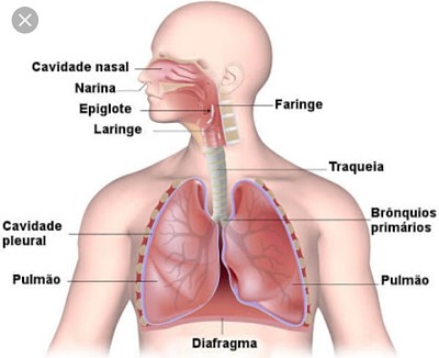 Sistema respiratÃ³rio