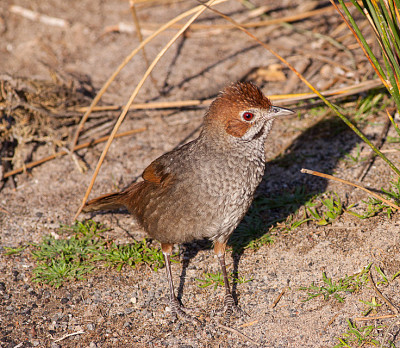 Uccello di macchia  castano