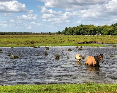 Â¿QuÃ© ecositema Colombiano es?