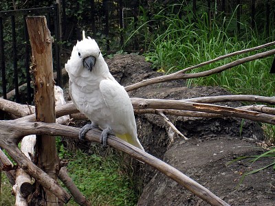 Cacatua alba