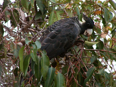 Cacatua nero becco lungo