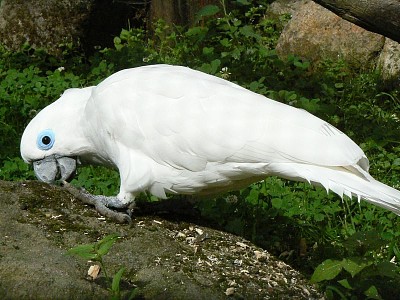 Cacatua occhi azzurri